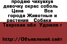 продаю чихуахуа девочку,окрас соболь › Цена ­ 25 000 - Все города Животные и растения » Собаки   . Тверская обл.,Удомля г.